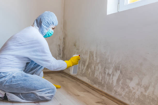Licensed Mold Remediation service in New Jersey, NJ - Cheap Mold Removal