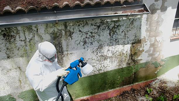 Trusted Mold Remediation service in New Jersey, NJ - Cheap Mold Removal